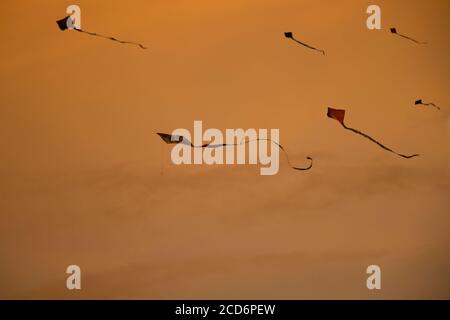 Drachen fliegen am Abend Stockfoto