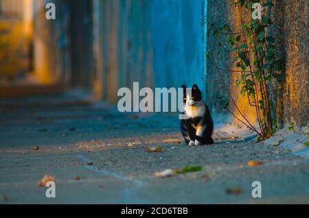 Schwarz und weiß streunende Katze sitzend Stockfoto