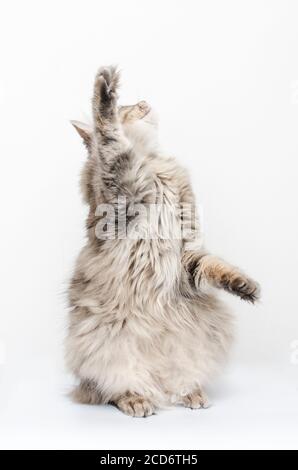 Katze fängt Pfoten isoliert auf weiß Stockfoto