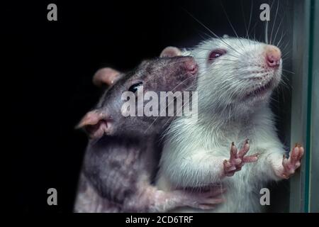 a pair of rats, gray and white rats Stockfoto