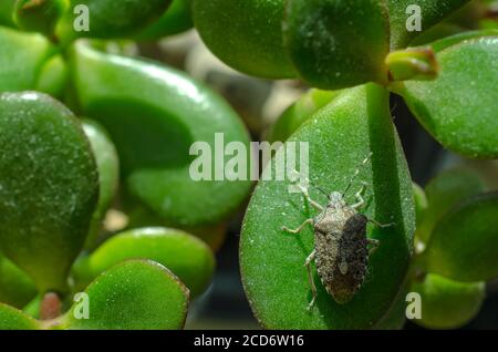 käfer auf einem grünen Blatt Stockfoto