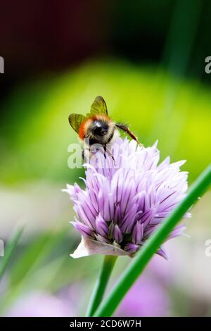 Nahaufnahme von Honigbiene auf Schnittblumen in einem Hinterhof Kräutergarten an einem sonnigen Sommertag Stockfoto