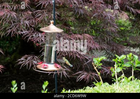 Kolibri im Flug zum schwingenden Futterhäuschen im Garten Stockfoto