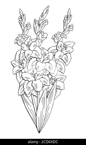 Gladiolus Blume Grafik schwarz weiß isoliert Bouquet Skizze Illustration Vektor Stock Vektor