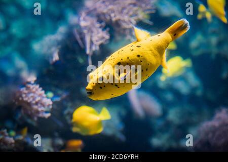 Gelbe Blackspotted Puffer oder Hund - gegenübergestellt Kugelfisch Arothron Nigropunctatus schwimmen im Wasser. Wenn nicht ordnungsgemäß vorbereitet, Toxin gefunden In Kugelfische - Stockfoto