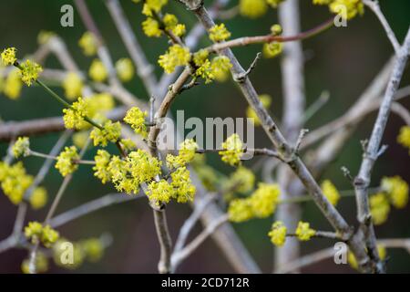 Sternartige, gelbe Blüten von Cornus Mas Golden Glory winterblühender Dogwood. Cornelian Kirsche 'Golden Glory' im späten Winter Stockfoto