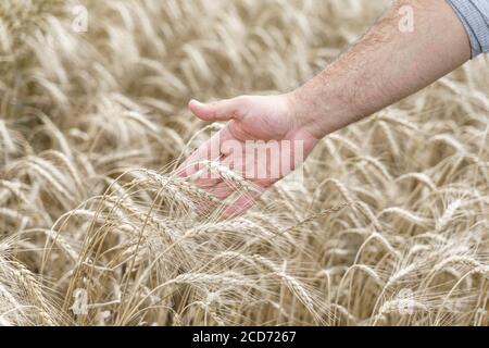 Große Hand eines männlichen Bauern berührt Ähren von Weizen auf dem landwirtschaftlichen Feld. Landwirtschaftliche Wachstum und landwirtschaftliche Konzept Stockfoto