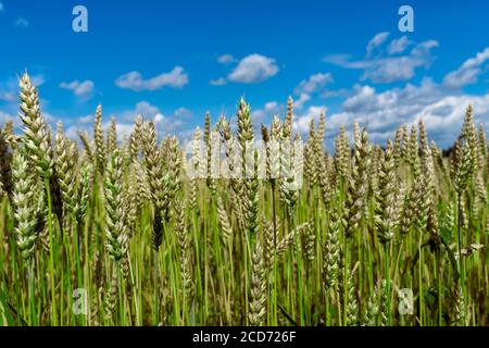 Grüne unreife Ähren von Weizen gegen den Himmel Nahaufnahme. Selektiver Fokus Stockfoto