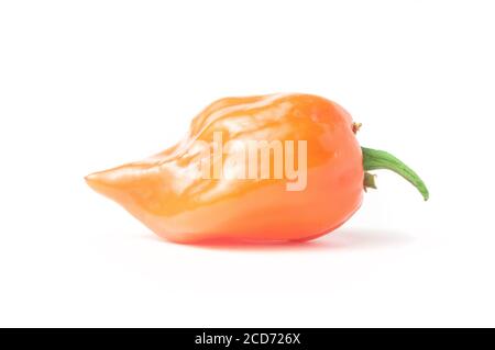 Habanero Orange Chili Pfeffer isoliert auf weißem Hintergrund Stockfoto