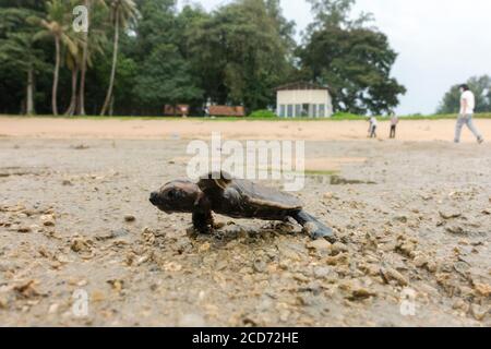 Singapur. August 2020. Am 23. August 2020 bahnt sich eine neu geschlüpfte Meeresschildkröte des Hawksbill ihren Weg in Richtung des offenen Meeres in der Schildkrötenbrüterei im Sisters' Islands Marine Park in Singapur. Singapurs National Parks Board hat offiziell eine Schildkrötenbrüterei auf den kleineren Sisters' Islands gegründet, um Schildkröteneier, die in freier Wildbahn in Singapur gefunden wurden, an einen sicheren und geschützten Ort zu verorten, wo sie sicher schlüpfen können. Kredit: Dann Chih Wey/Xinhua/Alamy Live Nachrichten Stockfoto