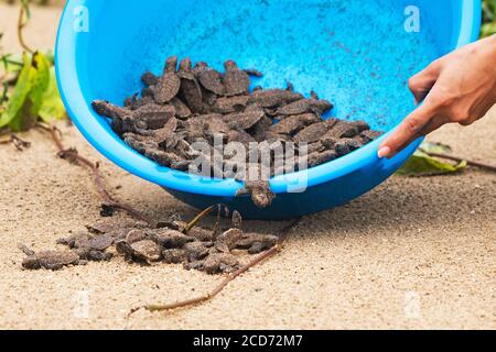 Singapur. August 2020. Am 23. August 2020 versuchen die frisch geschlüpften Hawksbill-Meeresschildkröten am Strand der Schildkrötenbrüterei im Sisters' Islands Marine Park in Singapur ihren Weg zum Meer zu finden. Singapurs National Parks Board hat offiziell eine Schildkrötenbrüterei auf den kleineren Sisters' Islands gegründet, um Schildkröteneier, die in freier Wildbahn in Singapur gefunden wurden, an einen sicheren und geschützten Ort zu verorten, wo sie sicher schlüpfen können. Kredit: Dann Chih Wey/Xinhua/Alamy Live Nachrichten Stockfoto