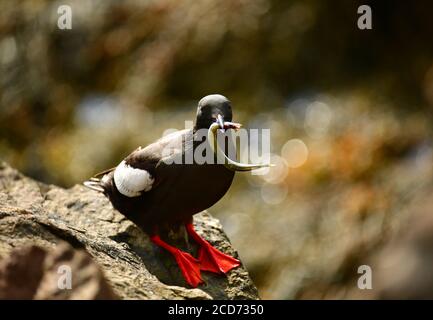 Schwarzer Guillemot (Cepphus grylle) mit Fisch im Mund. Island Stockfoto