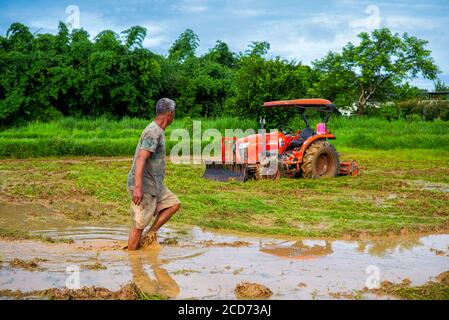 Pflügen der Reisfelder im ländlichen Thailand Stockfoto