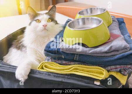 Katze sitzt im Koffer oder Tasche und warten auf eine Reise. Reisen mit Haustieren Konzept Stockfoto