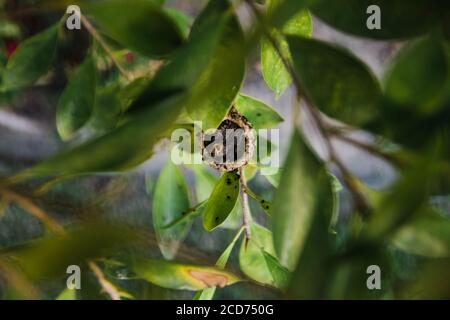 Kolibri schmiegt sich in ein kleines rundes Nest, das durch Blätter gesehen wird Stockfoto