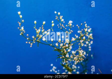 Hintergrund mit kleinen weißen Blumen auf kobaltblau bemalten Brett. Zarte Wildblumen auf blauem Hintergrund. Stockfoto