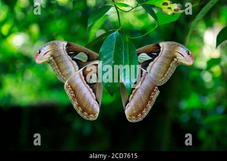 Schöner großer Schmetterling, Riesenatlas Moth-aka, Attacus Atlas im grünen Wald Habitat, Indien. Die Atlasmotte ist eine der größten Lepidopteranen Stockfoto