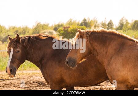 Pferde auf einem Bauernhof. Pferd im Sommer Stockfoto