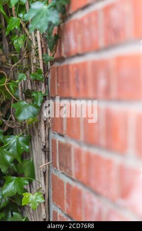 Portrait von Ivy, der eine Ziegelmauer hochklettert und wächst. Stockfoto