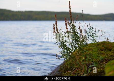 Am späten Augustabend 2019 blüht an einem felsigen Ufer eines Sees in Westfinnland teilweise verwelkte purpurne Loosestrife. Stockfoto