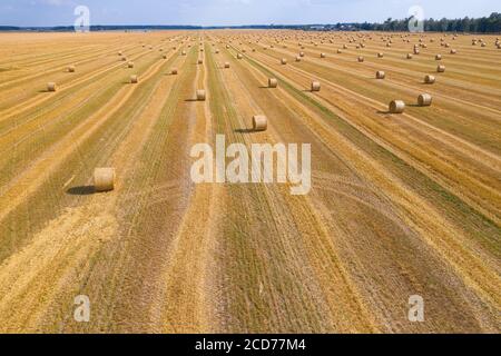 Garben Stroh in einem Weizenfeld Draufsicht. Stockfoto