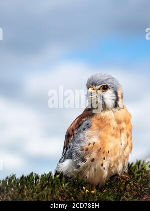 Amerikanischer Turmfalke Falco sparverius. Der kleinste und häufigste Falke in Nordamerika. Stockfoto