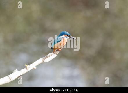 Eisvogel auf einem Barsch über dem Fluss Ure, North Yorkshire Stockfoto