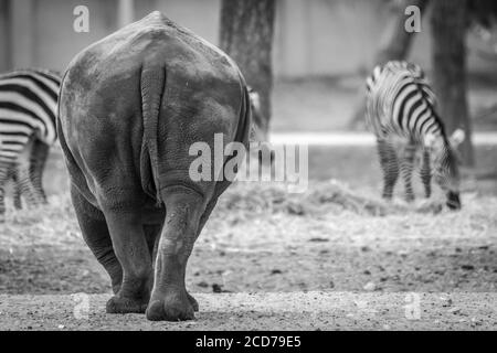 Nashorn und Zebras in der Safari - Schwarz und Weiß Stockfoto