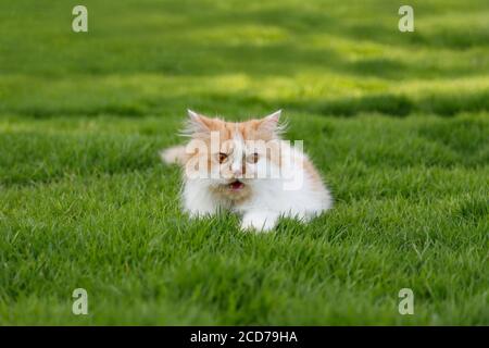 Die niedliche Perserkatze sitzt auf einem grünen Grasfeld, selektiver Fokus geringe Schärfentiefe Stockfoto
