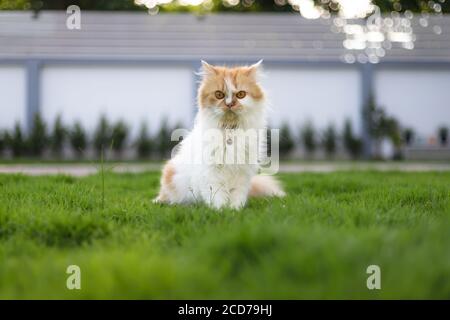 Die niedliche Perserkatze sitzt auf dem grünen Gras Feld, und Blick auf Kamera, selektive Fokus geringe Schärfentiefe Stockfoto
