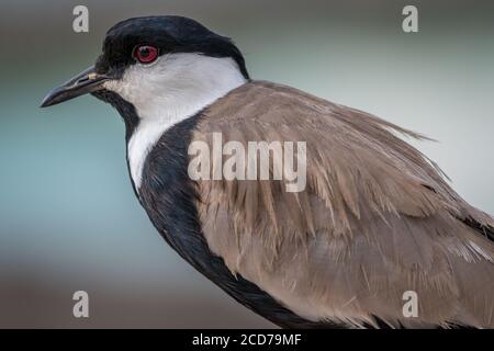 Isoliertes Nahaufnahme-Porträt eines einzelnen Spur-geflügelten Kiebitz Vogel Stockfoto