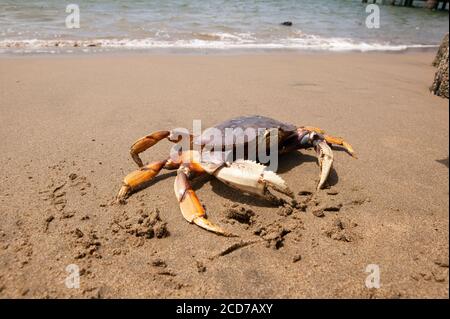 Nahaufnahme von Krabben am Strand im Sand Stockfoto