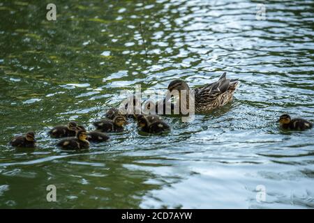 Eine Familie von Enten, Mutter Ente und Enten schwimmen im Wasser. Die Ente kümmert sich um ihre neugeborenen Enten Stockfoto