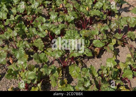 Eigenbau Bio-Rote Bete (Beta vulgaris) wächst auf einer Zuteilung in einem Gemüsegarten in Rural Devon, England, Großbritannien Stockfoto