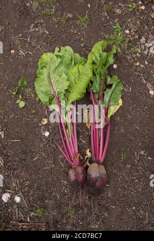 Frisch gepflückt selbst angebaute Bio-Rote Bete (Beta vulgaris) auf dem Boden in einem Gemüsegarten in Rural Devon, England, UK Stockfoto