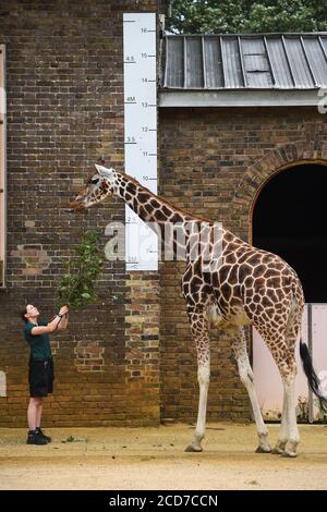 Keeper Maggie mißt eine Giraffe während des jährlichen Wiegevorgangs im ZSL London Zoo, London. Stockfoto