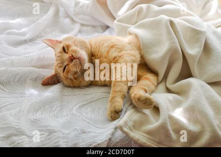 Hellrote Katze auf einer weißen Decke, Licht aus dem Fenster. Eine niedliche Ingwerkatze liegt unter einer weißen Decke auf der Fensterbank, auf dem Bett. Stockfoto