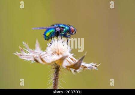 Ein kleines Fliegeninsekt auf einer Pflanze in den Wiesen Stockfoto