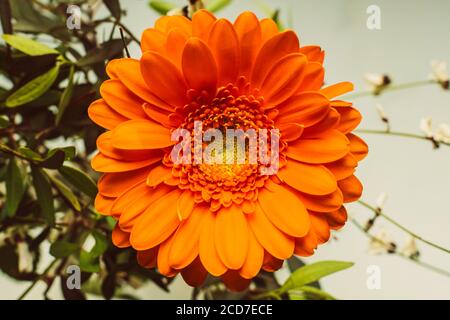 Draufsicht auf orange Gerbera Stockfoto