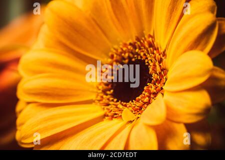 Nahaufnahme der gelben Gerbera Stockfoto