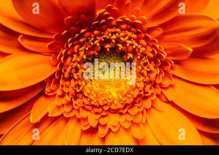 Draufsicht auf orange Gerbera Stockfoto