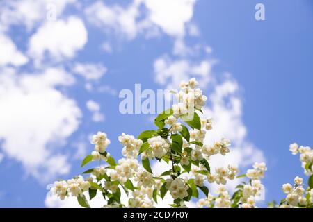 Jasminbusch gegen den blauen Himmel mit Wolken. Alle Zweige sind mit Blumen übersät.Weiße Blüten Jasmin im Garten nach dem Regen Stockfoto