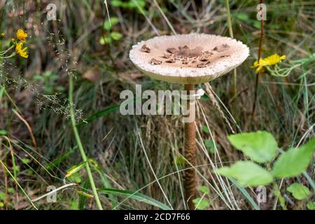 Herbstwald nach Regen ist frisch und sauber, unter hohen grünen Gras wuchs ein großer giftiger Pilz, Gefahr und Bedrohung für das Leben der Pilzsammler Stockfoto