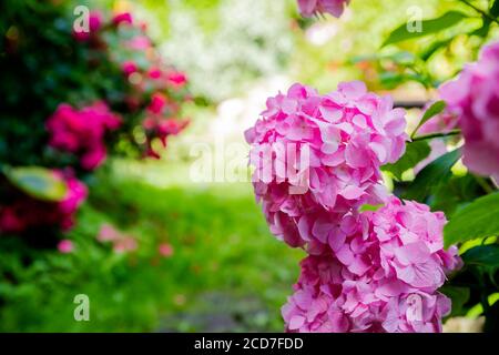 Rosa Hortensienblüte, grüne Blätter und Knospe.Gorgeous Hortensien leuchtend rosa Blüten im Garten im Sommer. Nahaufnahme der Hortensien. Weich und selektiv Stockfoto