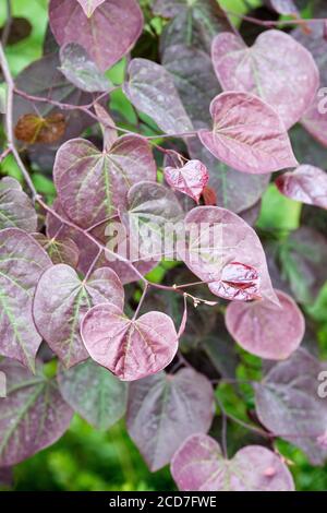 Buntes, herzförmiges Laub von Cercis canadensis 'Ruby Falls'. Redbud 'Ruby Falls'. Weinende Redbud 'Ruby Falls' Stockfoto