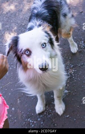 Australian Shepherd, ein Jahr alt, zu Fuß außerhalb.Red Merle australian Shepherd Hund auf der Straße.Young Shepherd Porträt im Sommer Stockfoto
