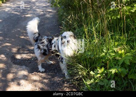 Australian Shepherd, ein Jahr alt, zu Fuß außerhalb.Red Merle australian Shepherd Hund auf der Straße.Young Shepherd Porträt im Sommer Stockfoto
