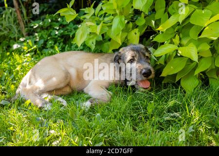 Ein schöner brauner irischer Wolfshund mit schönem Ausdruck im Kopf in einem Garten. Welpen irischer Wolfshund lächelnd und liegend auf Wiese, Rasen im Sommer.hübsch groß Stockfoto