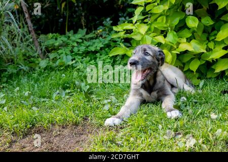 Ein schöner brauner irischer Wolfshund mit schönem Ausdruck im Kopf in einem Garten. Welpen irischer Wolfshund lächelnd und liegend auf Wiese, Rasen im Sommer.hübsch groß Stockfoto