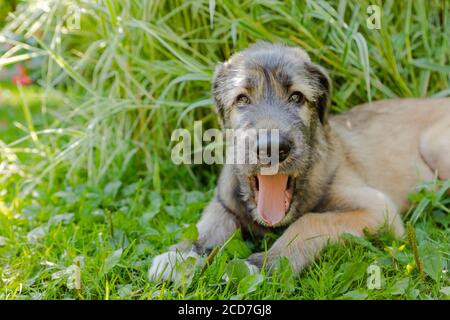Ein schöner brauner irischer Wolfshund mit schönem Ausdruck im Kopf in einem Garten. Welpen irischer Wolfshund lächelnd und liegend auf Wiese, Rasen im Sommer.hübsch groß Stockfoto